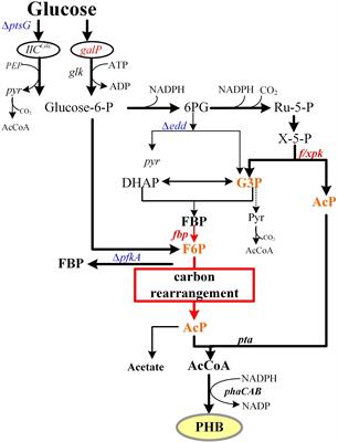 Enhancing the Glucose Flux of an Engineered EP-Bifido Pathway for High Poly(Hydroxybutyrate) Yield Production